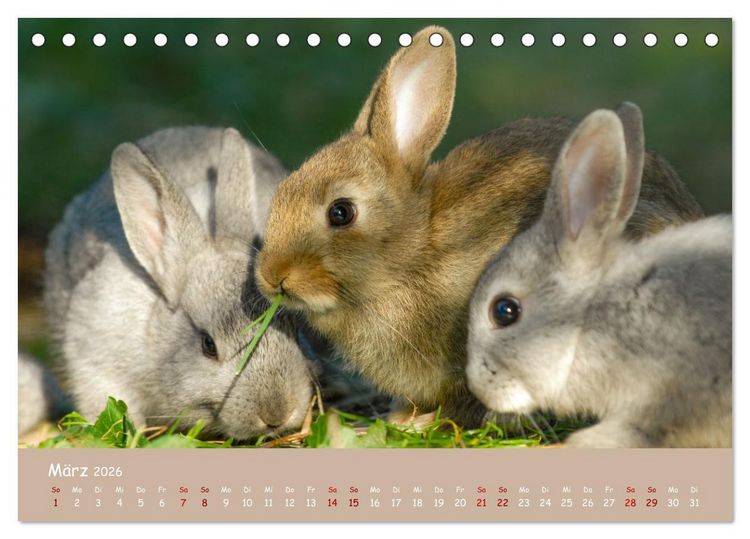 Produktbild: Flauschige Fellkn&auml;uel (Tischkalender 2026 DIN A5 quer), CALVENDO Monatskalender