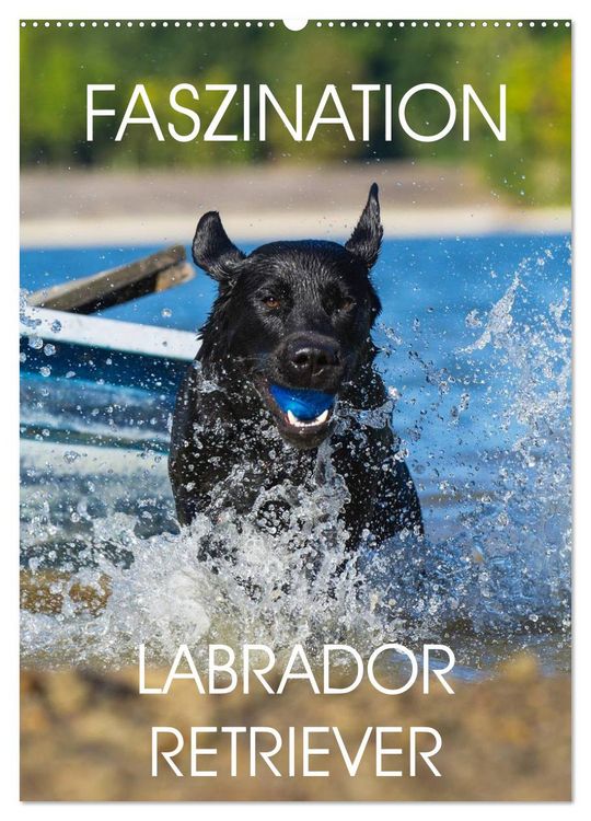 Produktbild: Faszination Labrador Retriever (Wandkalender 2026 DIN A2 hoch), CALVENDO Monatskalender