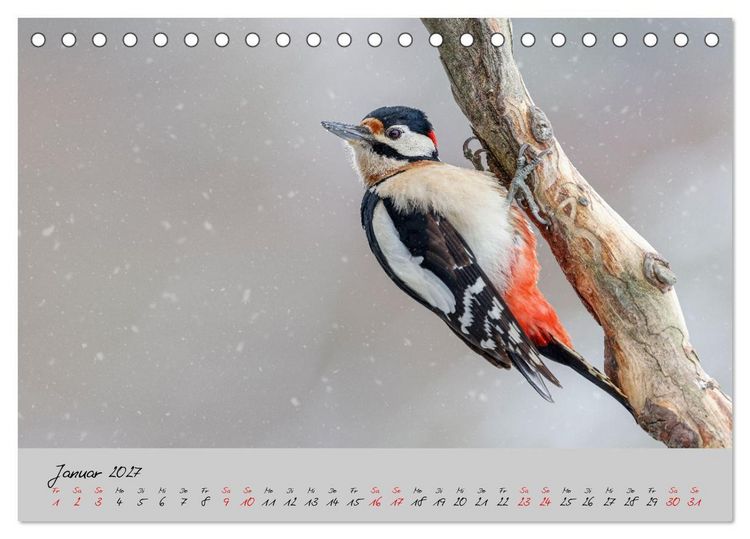 Produktbild: Bunte V&ouml;gel am Futterplatz (Tischkalender 2027 DIN A5 quer), CALVENDO Monatskalender