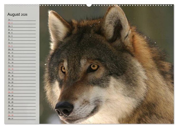 Produktbild: W&ouml;lfe. Graue Eminenzen (Wandkalender 2026 DIN A2 quer), CALVENDO Monatskalender