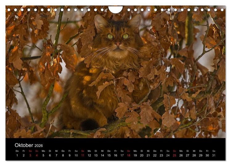 Produktbild: Freig&auml;nger - Hauskatzen unterwegs (Wandkalender 2026 DIN A4 quer), CALVENDO Monatskalender