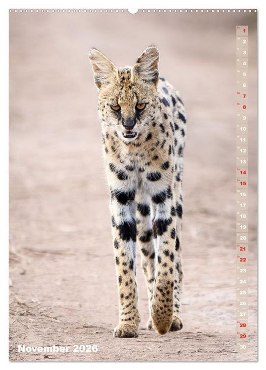 Produktbild: Safari hautnah - S&uuml;dliches und &ouml;stliches Afrika (Wandkalender 2026 DIN A2 hoch), CALVENDO Monatskalender