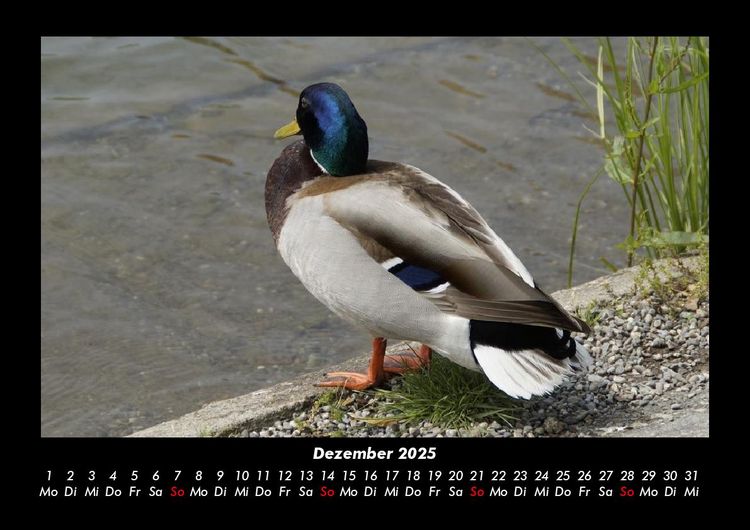 Produktbild: Enten 2025 Fotokalender DIN A3