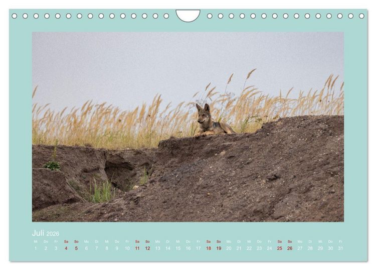 Produktbild: W&ouml;lfe, Impressionen aus der Lausitz (Wandkalender 2026 DIN A4 quer), CALVENDO Monatskalender