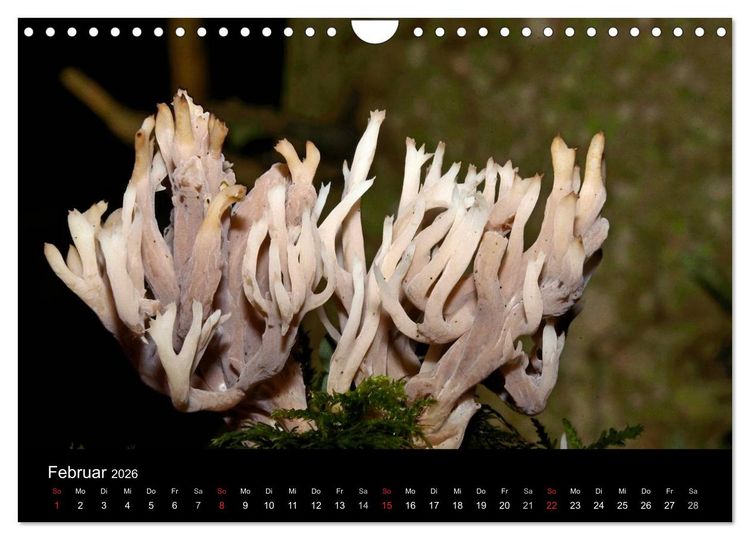 Produktbild: Pilze, Pilze (Wandkalender 2026 DIN A4 quer), CALVENDO Monatskalender