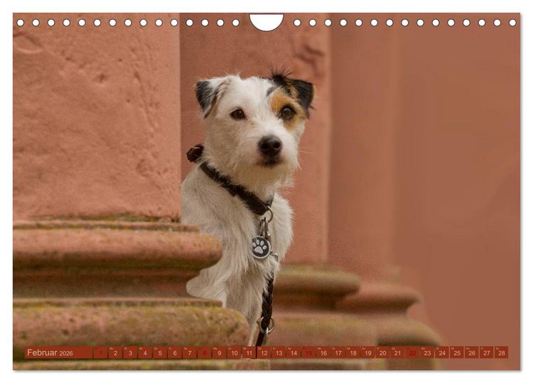 Produktbild: Faszination Hund (Wandkalender 2026 DIN A4 quer), CALVENDO Monatskalender