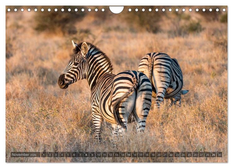Produktbild: S&uuml;dafrika - Die Tierwelt (Wandkalender 2026 DIN A4 quer), CALVENDO Monatskalender