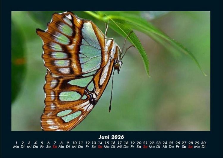 Produktbild: Bunte Pracht der Schmetterlinge 2026 Fotokalender DIN A4