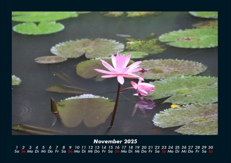 Produktbild: Rosen-Kalender 2025 Fotokalender DIN A4