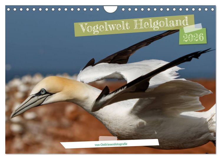 Produktbild: Vogelwelt Helgoland - von Ostfriesenfotografie (Wandkalender 2026 DIN A4 quer), CALVENDO Monatskalender