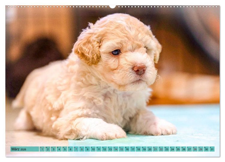 Produktbild: Lagotto Romagnolo in den Alpen 2026 (Wandkalender 2026 DIN A2 quer), CALVENDO Monatskalender