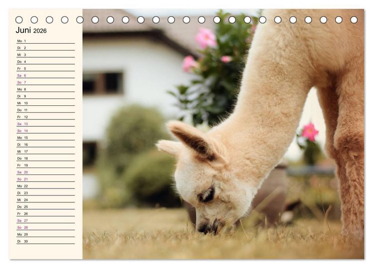 Produktbild: Alpakas im Blumenzauber (Tischkalender 2026 DIN A5 quer), CALVENDO Monatskalender