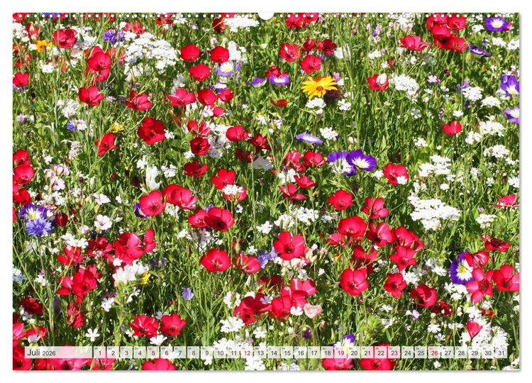 Produktbild: Roter Glanz Bl&uuml;tenpracht (hochwertiger Premium Wandkalender 2026 DIN A2 quer), Kunstdruck in Hochglanz