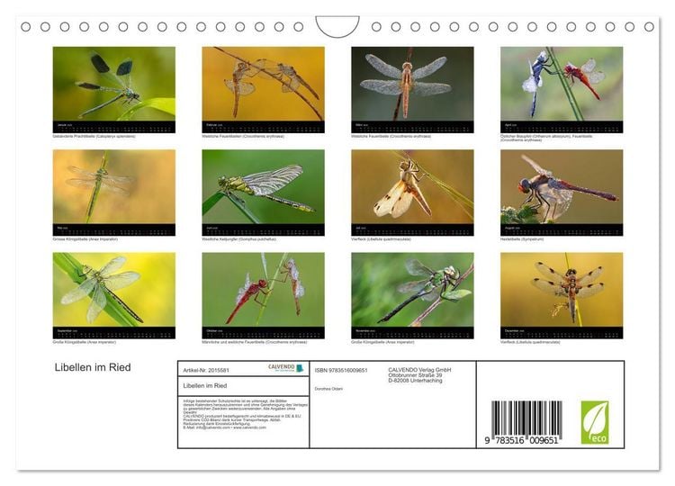 Produktbild: Libellen im Ried (Wandkalender 2026 DIN A4 quer), CALVENDO Monatskalender