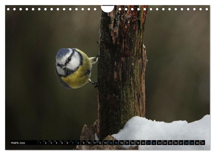 Produktbild: Mes anges bleus en &Icirc;le-de-France (Calendrier mural 2026 DIN A4 vertical), CALVENDO calendrier mensuel