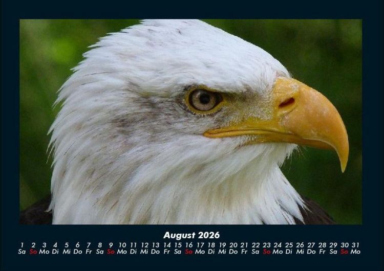 Produktbild: Adler 2026 Fotokalender DIN A4
