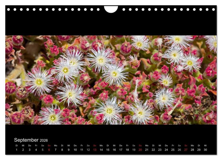 Produktbild: La Gomera - Kanarisches Naturparadies (Wandkalender 2026 DIN A4 quer), CALVENDO Monatskalender