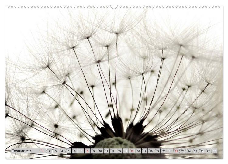 Produktbild: PusteblumenZauber (hochwertiger Premium Wandkalender 2026 DIN A2 quer), Kunstdruck in Hochglanz
