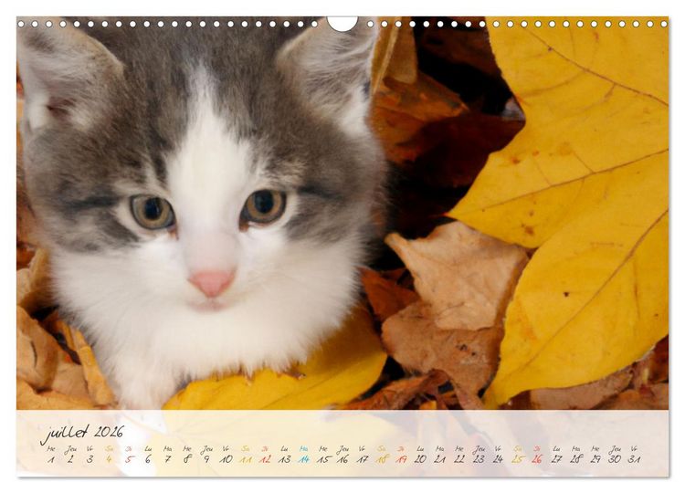 Produktbild: Chatons trop mignons (Calendrier mural 2026 DIN A3 vertical), CALVENDO calendrier mensuel