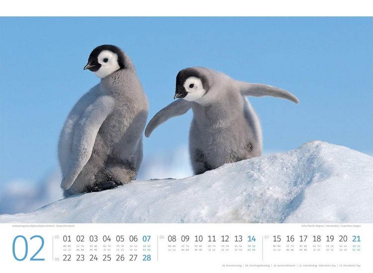 Produktbild: Pinguine Kalender 2027
