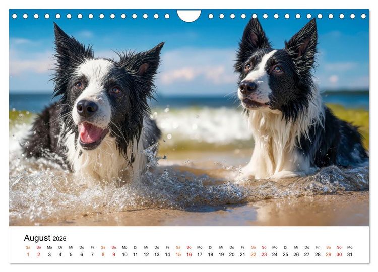 Produktbild: Border Collies H&uuml;teprofis (Wandkalender 2026 DIN A4 quer), CALVENDO Monatskalender