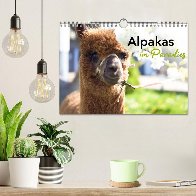 Produktbild: Alpakas im Paradies (Wandkalender 2026 DIN A4 quer), CALVENDO Monatskalender