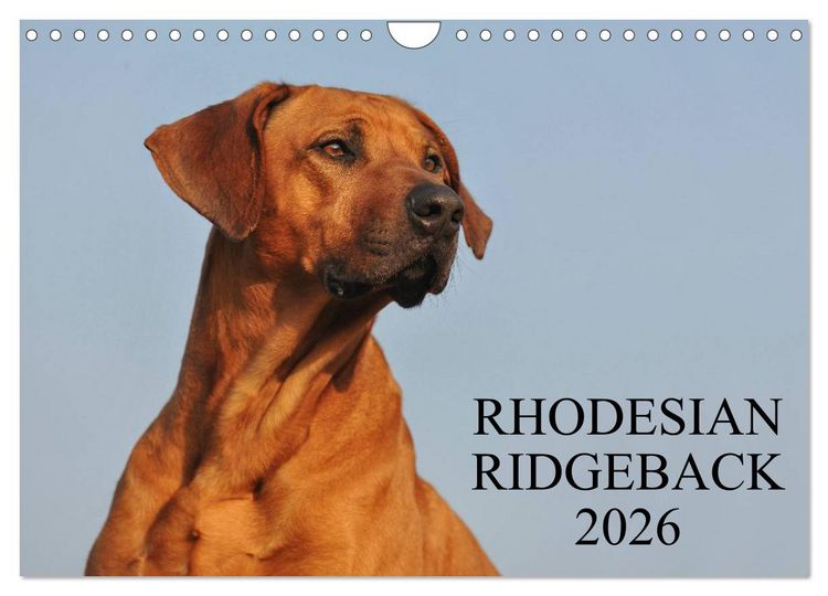 Produktbild: Rhodesian Ridgeback 2026 (Wandkalender 2026 DIN A4 quer), CALVENDO Monatskalender