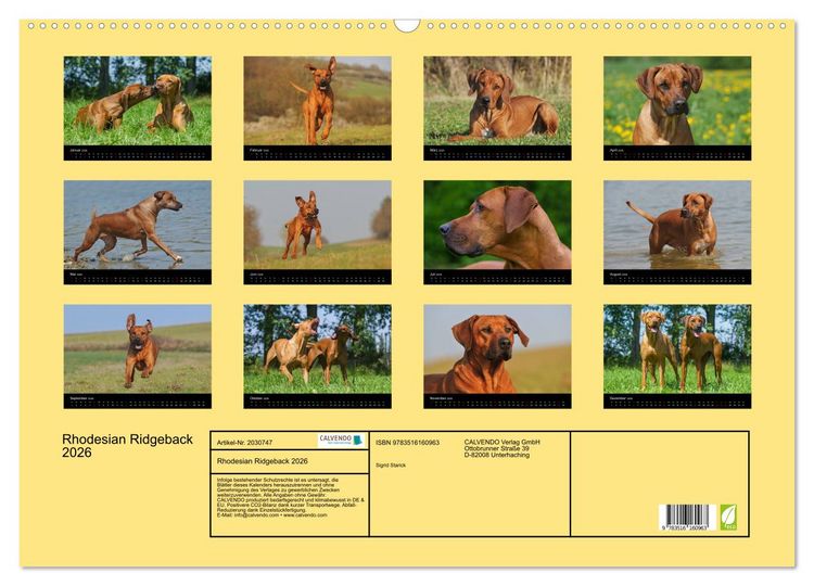 Produktbild: Rhodesian Ridgeback 2026 (Wandkalender 2026 DIN A2 quer), CALVENDO Monatskalender