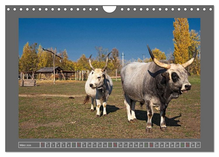 Produktbild: Ungarn - um den westlichen Balaton (Wandkalender 2026 DIN A4 quer), CALVENDO Monatskalender