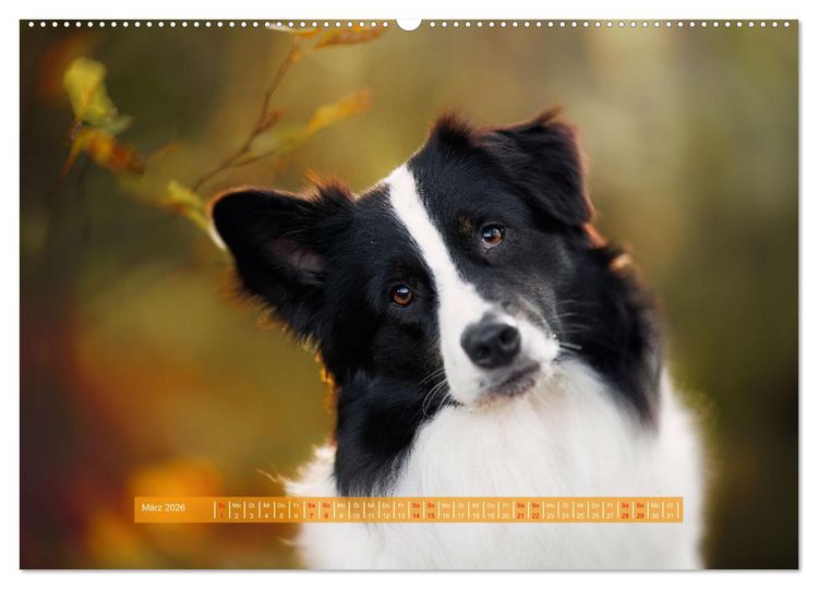 Produktbild: H&uuml;tehunde - H&uuml;ter der Herzen (hochwertiger Premium Wandkalender 2026 DIN A2 quer), Kunstdruck in Hochglanz