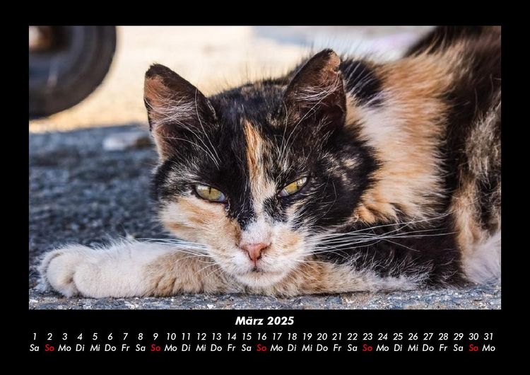 Produktbild: F&uuml;r Katzenfreunde 2025 Fotokalender DIN A3