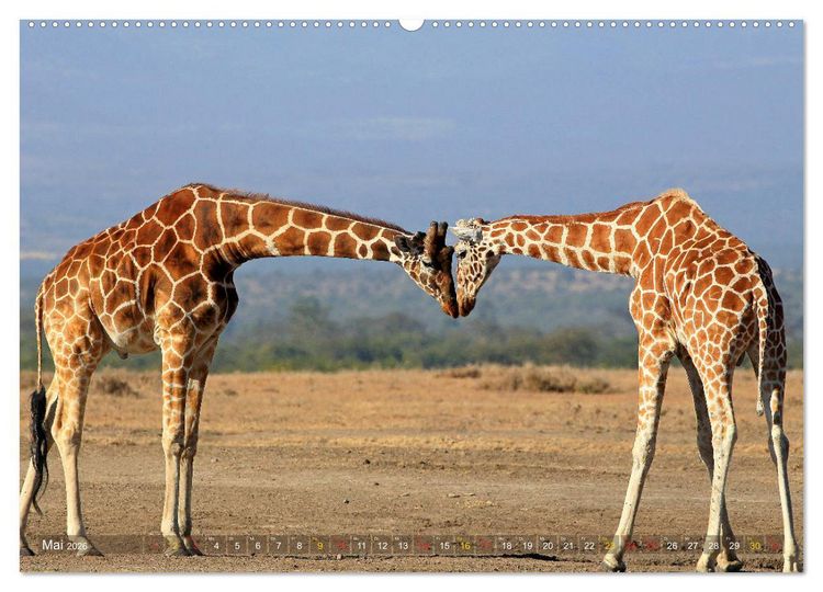 Produktbild: Giraffen - Sanftheit und Anmut (hochwertiger Premium Wandkalender 2026 DIN A2 quer), Kunstdruck in Hochglanz