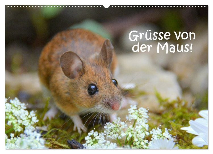 Produktbild: Gr&uuml;sse von der Maus! (Wandkalender 2026 DIN A2 quer), CALVENDO Monatskalender