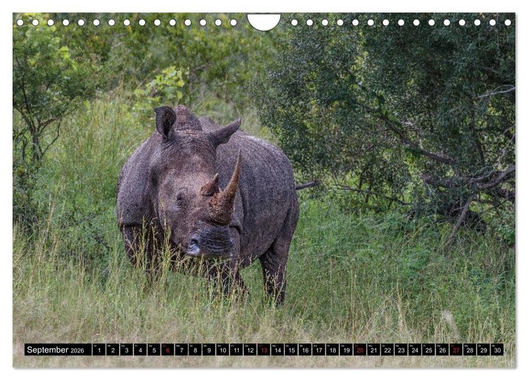 Produktbild: Afrikas Tierwelt: Nash&ouml;rner (Wandkalender 2026 DIN A4 quer), CALVENDO Monatskalender