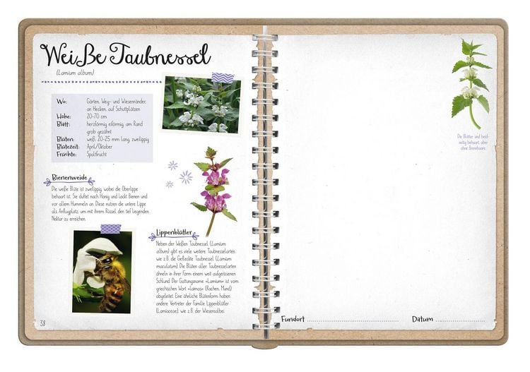 Produktbild: Naturforscher-Kids &ndash; Bl&uuml;ten und Bl&auml;tter entdecken und sammeln