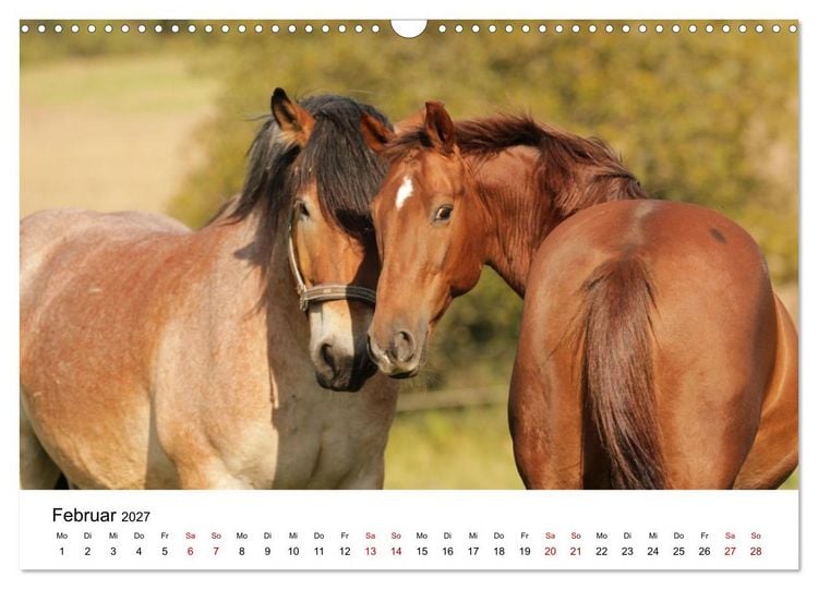 Produktbild: PFERDE - Zwischen Himmel, Erde und Hufschlag (Wandkalender 2027 DIN A3 quer), CALVENDO Monatskalender