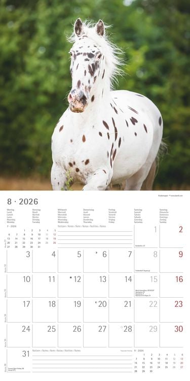 Produktbild: Pferde 2026 - Broschürenkalender 30x30 cm (30x60 geöffnet) - Kalender mit Platz für Notizen - Horses - Bildkalender - Wandplaner - Pferdekalender