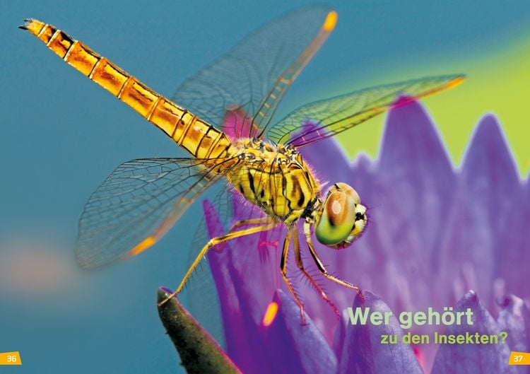 Produktbild: WAS IST WAS Erstes Lesen Band 11. Insekten
