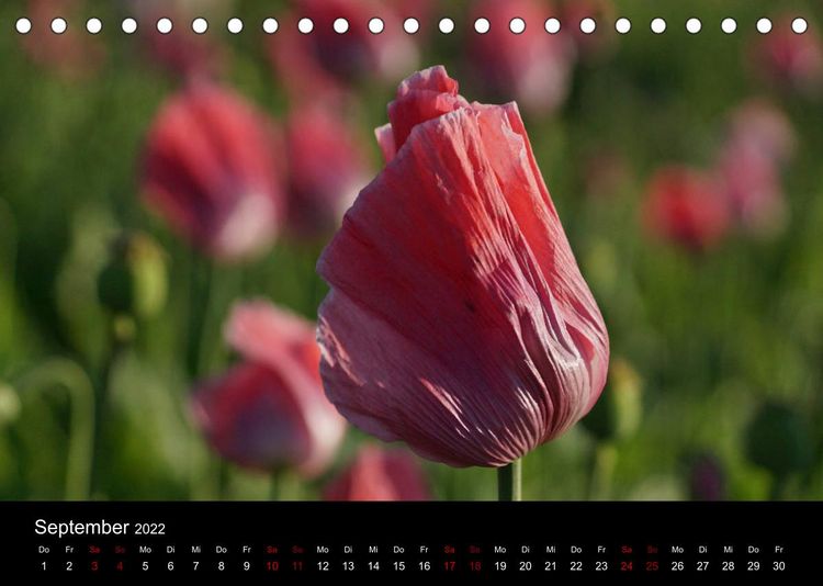 Produktbild: Mohnbl&uuml;te in Germerode (Tischkalender 2022 DIN A5 quer)