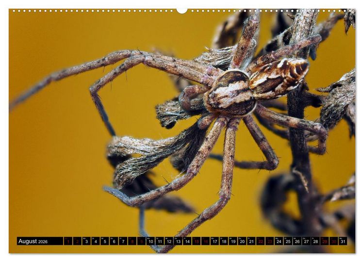 Produktbild: J&auml;ger auf acht Beinen (hochwertiger Premium Wandkalender 2026 DIN A2 quer), Kunstdruck in Hochglanz