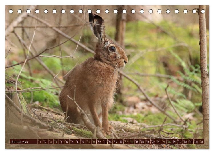 Produktbild: Zauberhafte Wesen - Reineke Fuchs und Meister Lampe (Tischkalender 2026 DIN A5 quer), CALVENDO Monatskalender