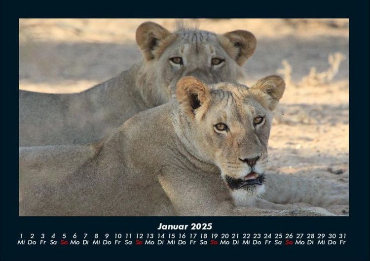 Produktbild: L&ouml;wen in der Wildnis 2025 Fotokalender DIN A4