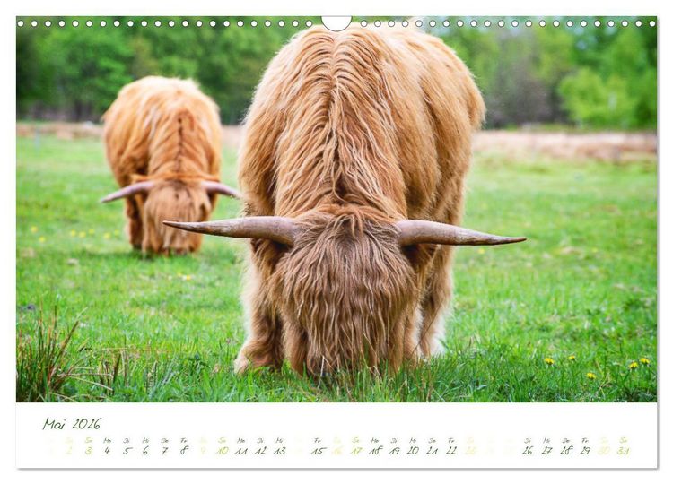 Produktbild: Das Hochlandrind (Wandkalender 2026 DIN A3 quer), CALVENDO Monatskalender