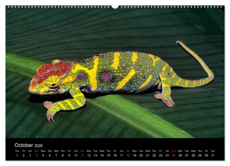 Produktbild: Chameleons Monsters of the African Bush (High Quality Premium Wall Calendar 2026 DIN A2 landscape),CALVENDO 12 Month Wall Calendar