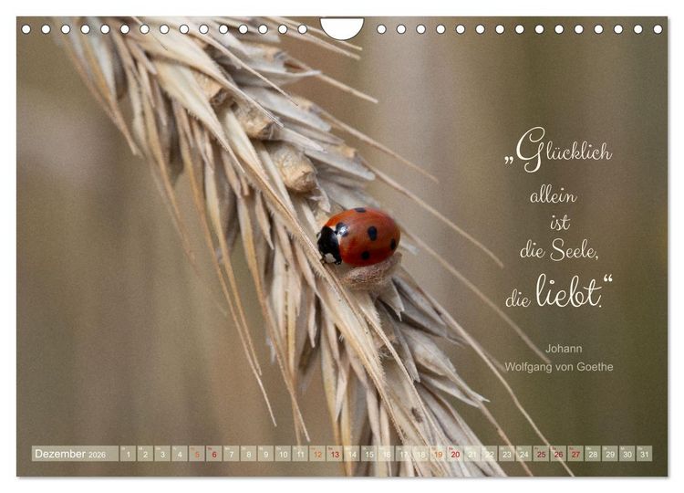 Produktbild: Marienk&auml;fer & Zitate - Sieben Punkte zum Gl&uuml;ck (Wandkalender 2026 DIN A4 quer), CALVENDO Monatskalender