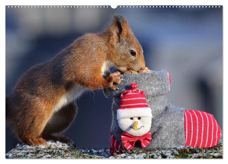 Produktbild: Eichh&ouml;rnchen Luna und ihre Kinder (Wandkalender 2026 DIN A2 quer), CALVENDO Monatskalender