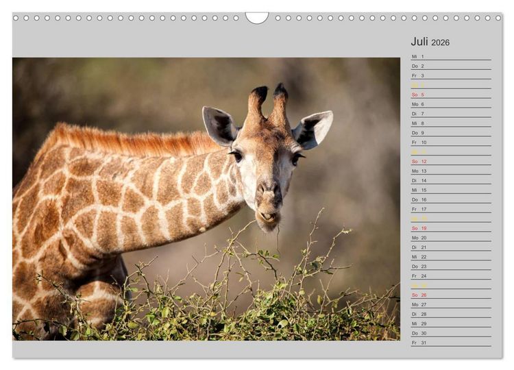 Produktbild: Twigas - Giraffen (Wandkalender 2026 DIN A3 quer), CALVENDO Monatskalender