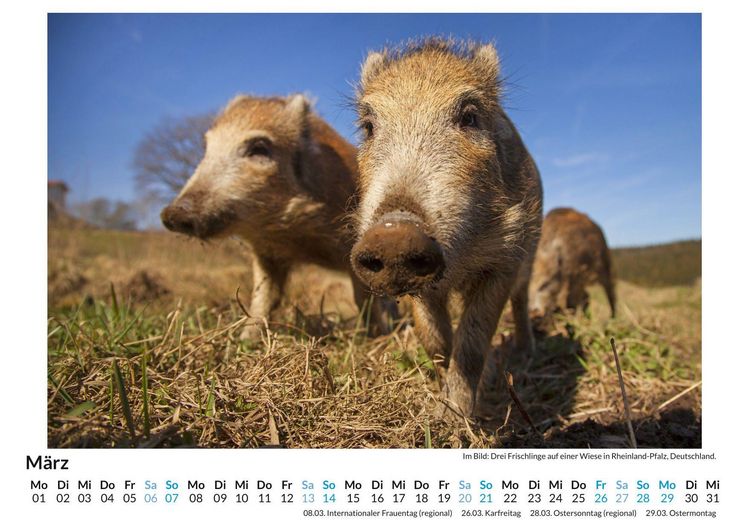 Produktbild: Wildschweine