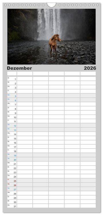 Produktbild: Familienplaner 2026 - Islandpferde Kalender - Pferde von der Insel aus Feuer und Eis mit 5 Spalten (Wandkalender, 21 x 45 cm) CALVENDO