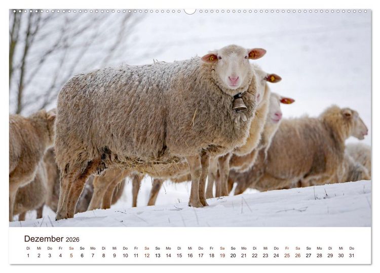 Produktbild: Sch&ouml;ne Schafe (Wandkalender 2026 DIN A2 quer), CALVENDO Monatskalender